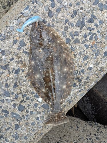 ヒラメの釣果
