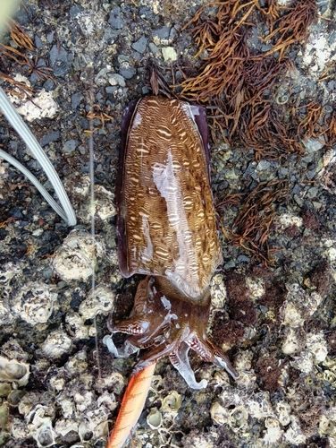 コウイカの釣果