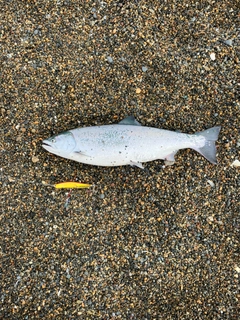 サクラマスの釣果