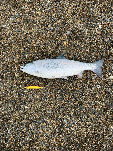 サクラマスの釣果