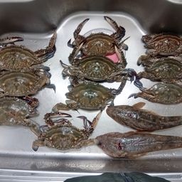 マゴチ