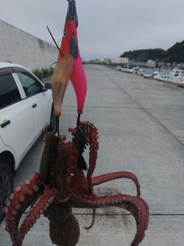 タコの釣果