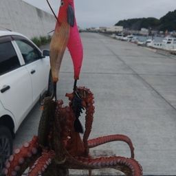 タコ