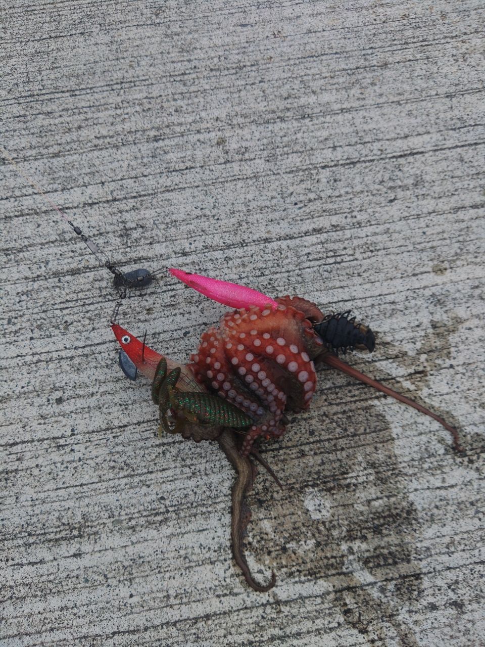 タコ