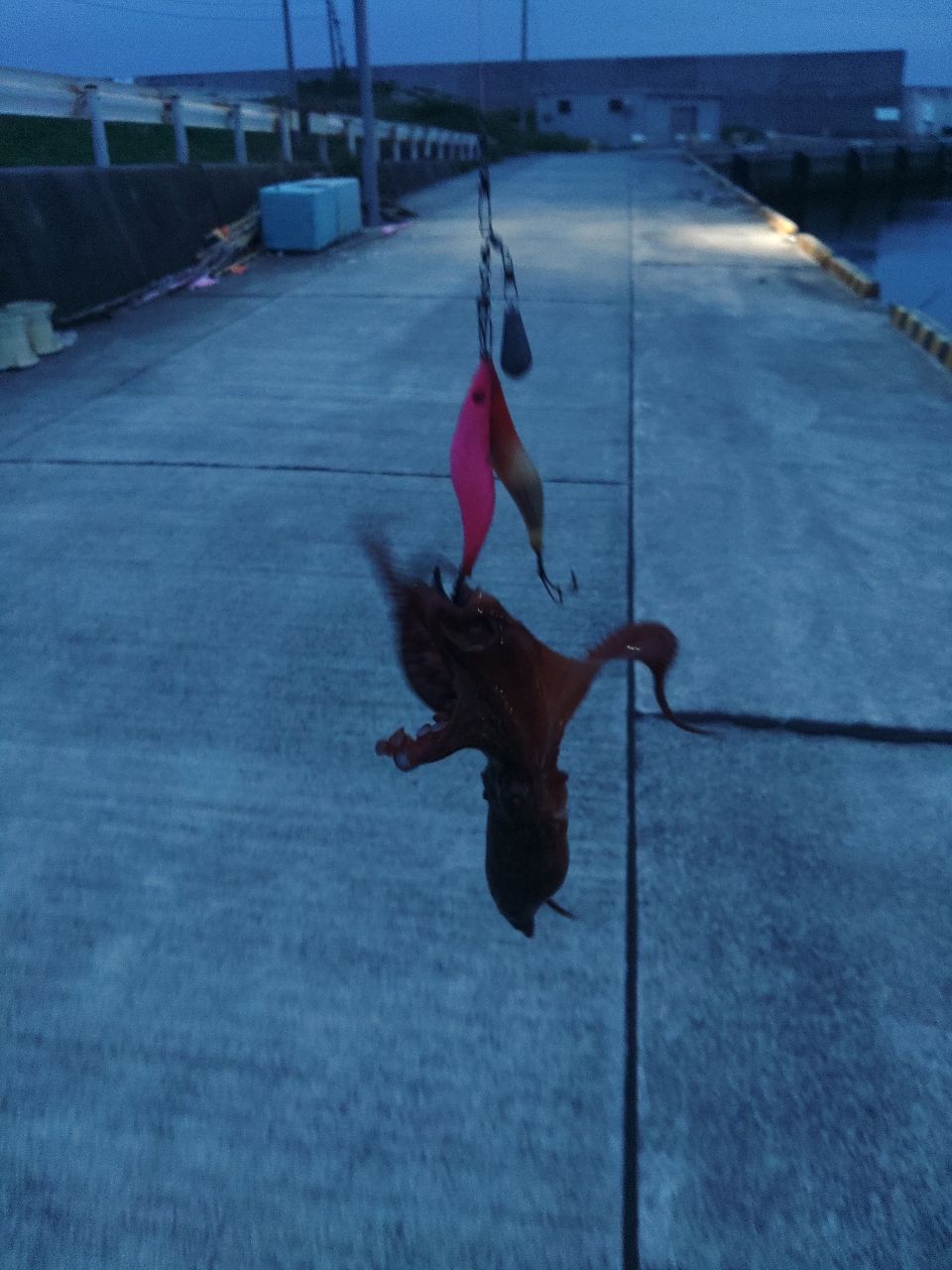 タコ