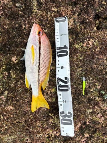 タテフエダイの釣果