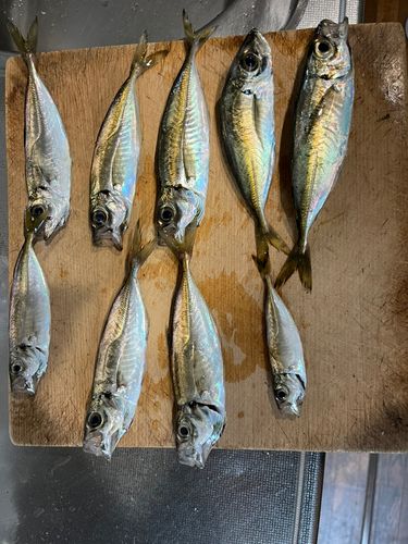 マアジの釣果