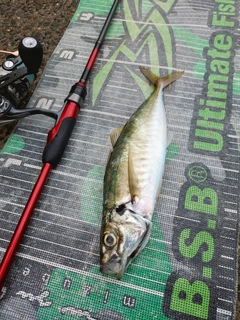 マルアジの釣果