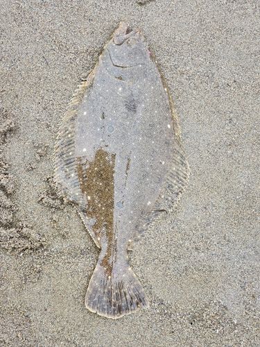 ヒラメ