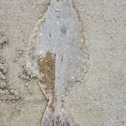ヒラメ