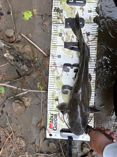 アメリカンキャットフィッシュの釣果