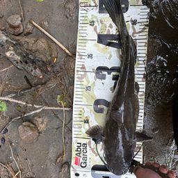 アメリカンキャットフィッシュ