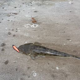 マゴチ
