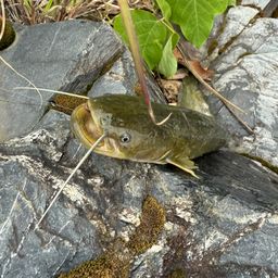 ニホンナマズ