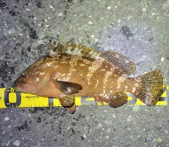 キジハタの釣果