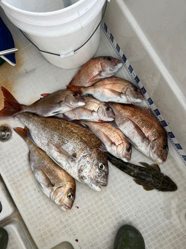 マダイの釣果