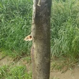 ナマズ