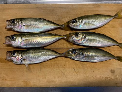 アジの釣果