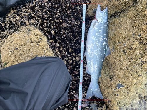 サクラマスの釣果