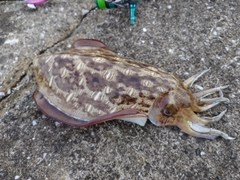 モンゴウイカの釣果
