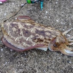 モンゴウイカ