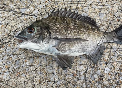 クロダイの釣果