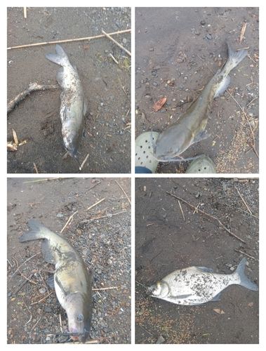 アメリカナマズの釣果