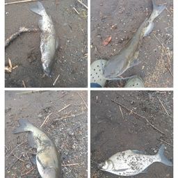 アメリカナマズ