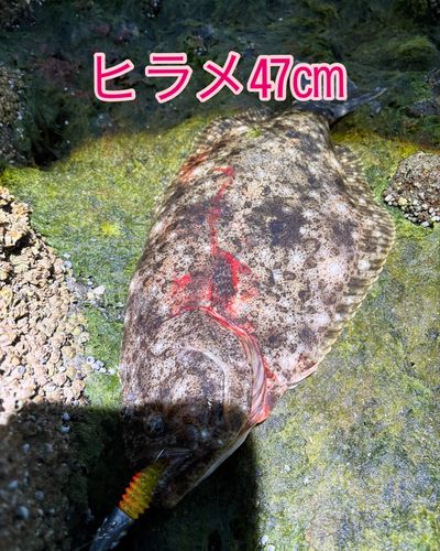 ヒラメの釣果