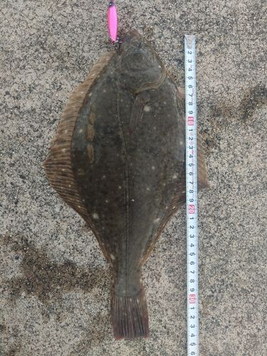 イシガレイの釣果