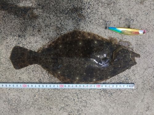 ソゲの釣果