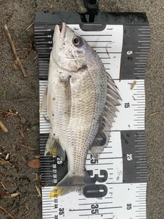 キビレの釣果