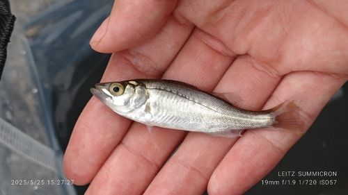 セイゴ（タイリクスズキ）の釣果