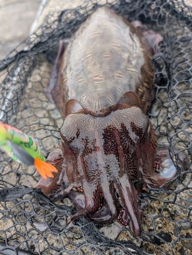 モンゴウイカの釣果