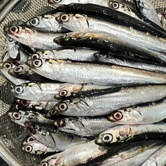 カタクチイワシの釣果
