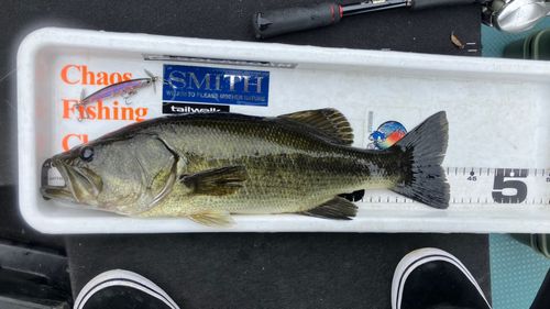 ラージマウスバスの釣果