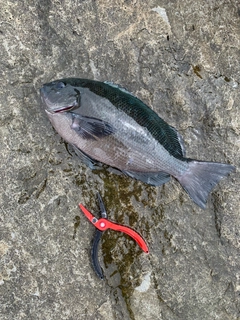 グレの釣果