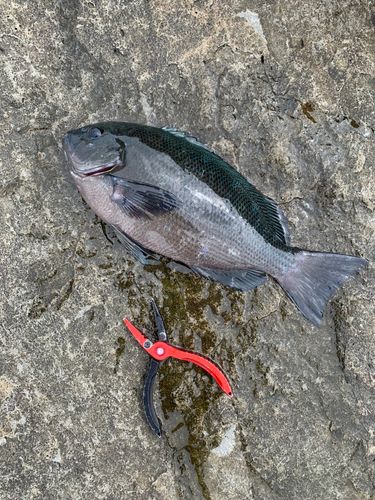 グレの釣果