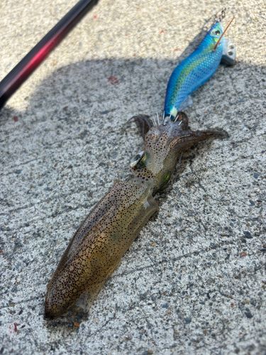 ヒイカの釣果