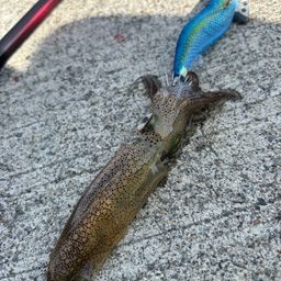 ヒイカ