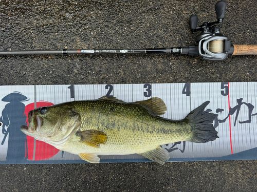 ブラックバスの釣果