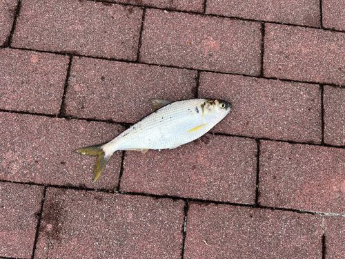 コノシロの釣果