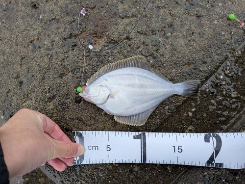 イシガレイの釣果