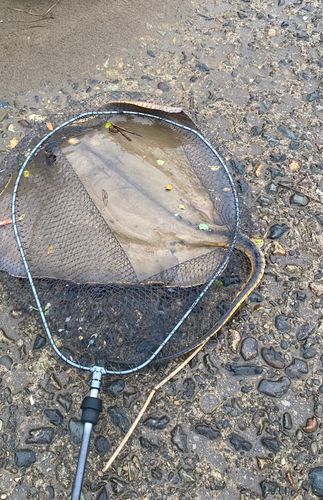 アカエイの釣果