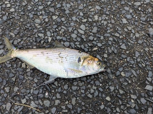 コノシロの釣果