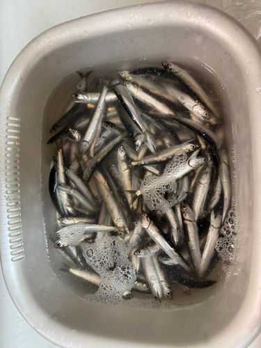 カタクチイワシの釣果
