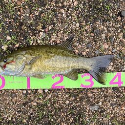 スモールマウスバス