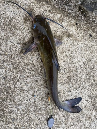 アメリカナマズの釣果