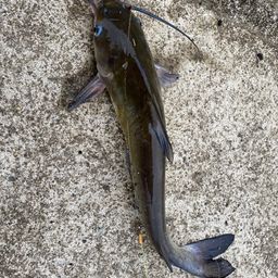 アメリカナマズ