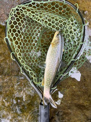 アメマスの釣果
